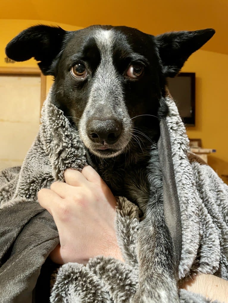 Mist, an Australian Cattle Dog and Australian Shepherd mix tested with EmbarkVet.com