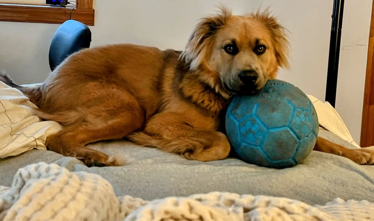 Poco, an American Pit Bull Terrier and Chow Chow mix tested with EmbarkVet.com