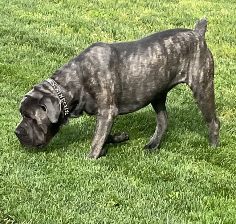 Rocco Roman Hughes, a Cane Corso tested with EmbarkVet.com