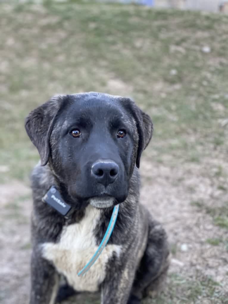 Ahsoka, an Anatolian Shepherd Dog tested with EmbarkVet.com