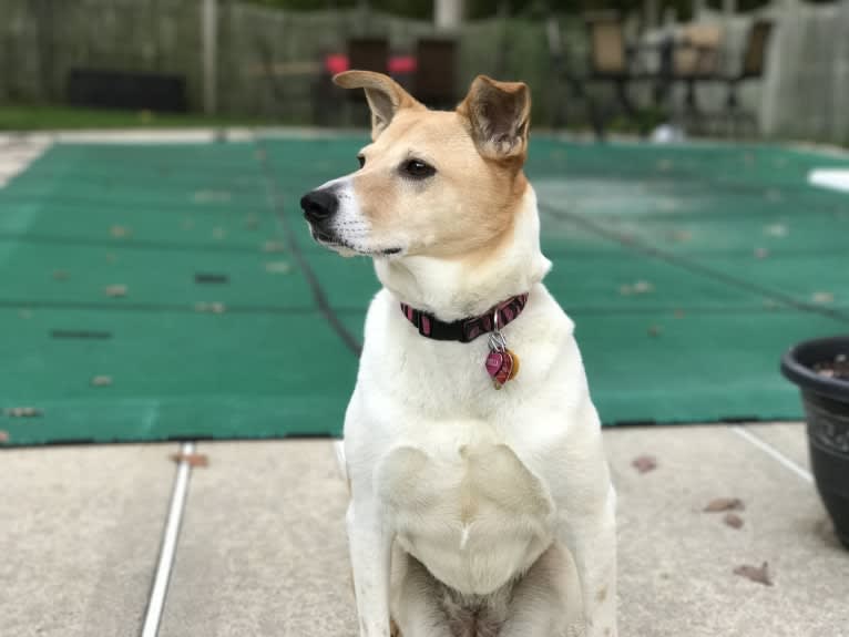 Bella, a Chow Chow and Collie mix tested with EmbarkVet.com