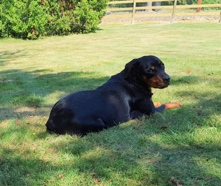 Agnes, a Rottweiler tested with EmbarkVet.com