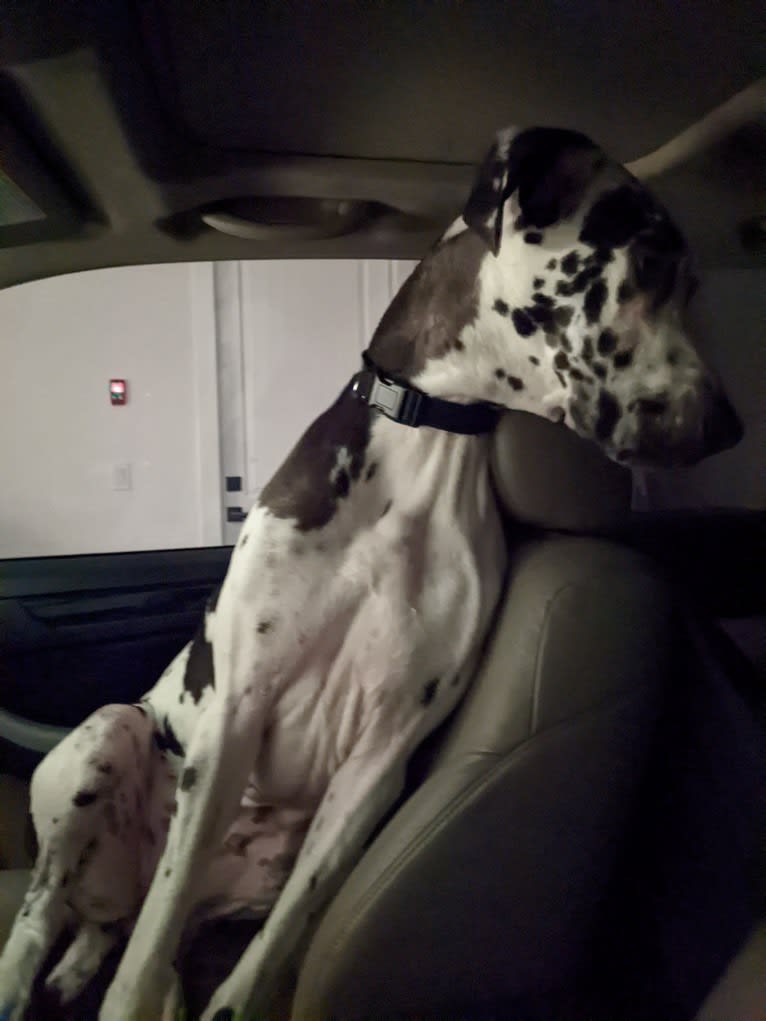 Sawyer, a Great Dane tested with EmbarkVet.com