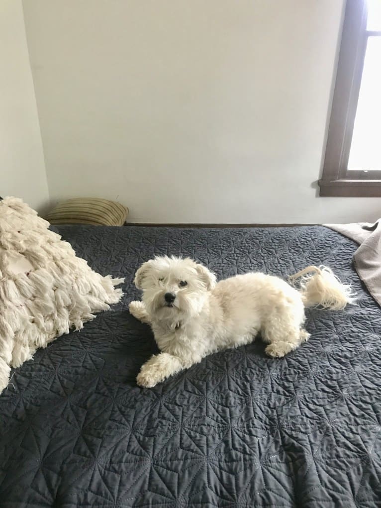 Bastien, a Havanese tested with EmbarkVet.com