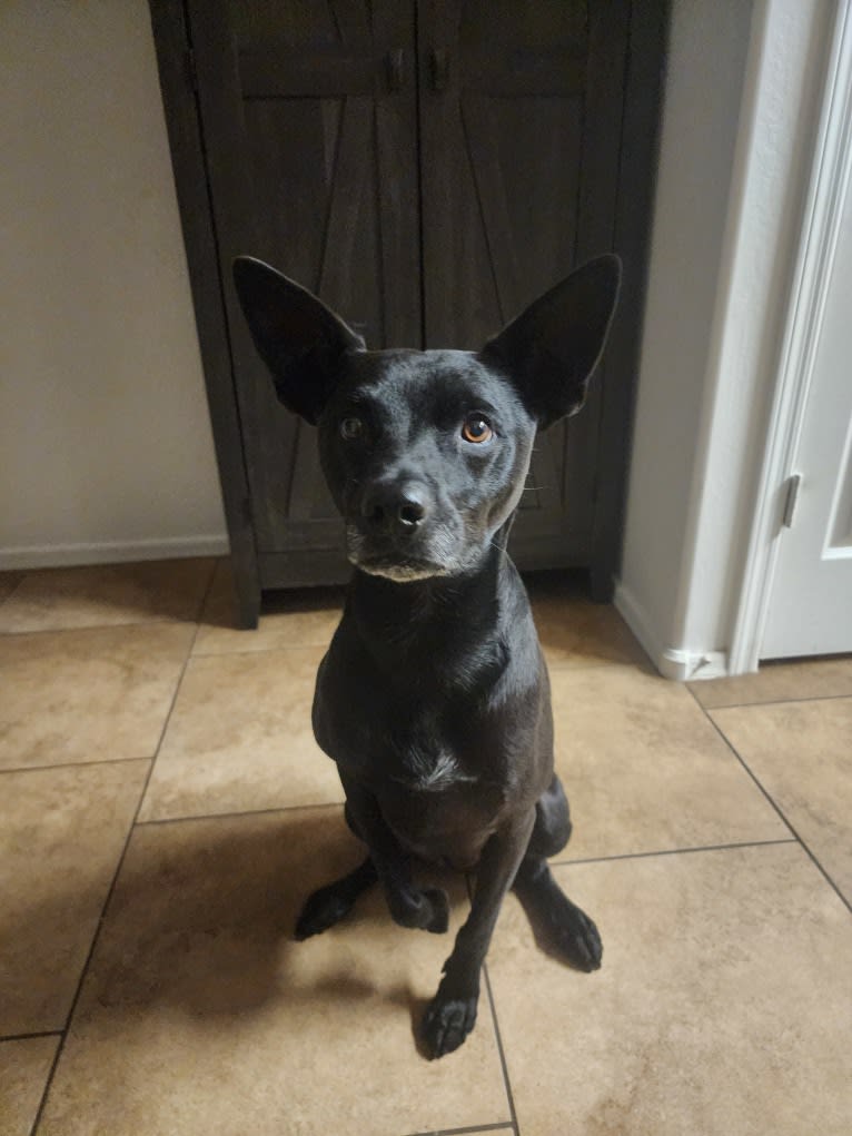 Wesley, an Australian Cattle Dog and Chihuahua mix tested with EmbarkVet.com