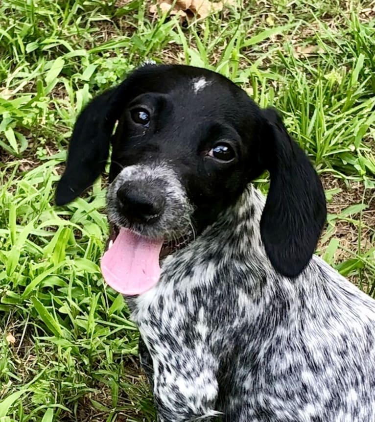 Dachshund pointer best sale
