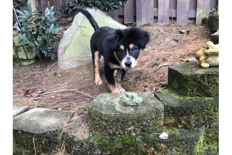 Felicia, a Chow Chow and Doberman Pinscher mix tested with EmbarkVet.com