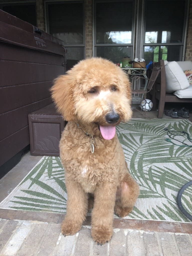 Sadie Harris, a Goldendoodle tested with EmbarkVet.com