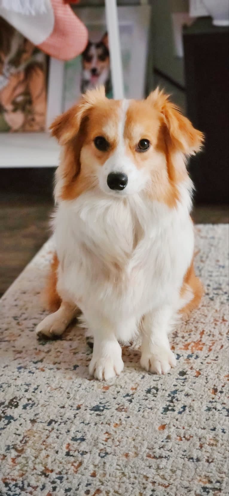 Cheza, a Pembroke Welsh Corgi and Samoyed mix tested with EmbarkVet.com