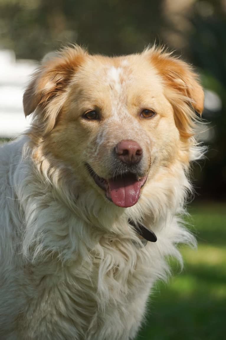 Wendy, a Great Pyrenees and American Pit Bull Terrier mix tested with EmbarkVet.com