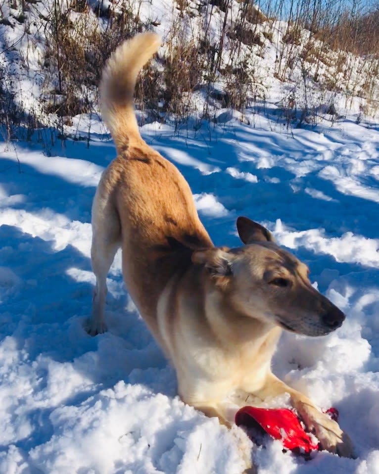 Waggs, a German Shepherd Dog and Labrador Retriever mix tested with EmbarkVet.com