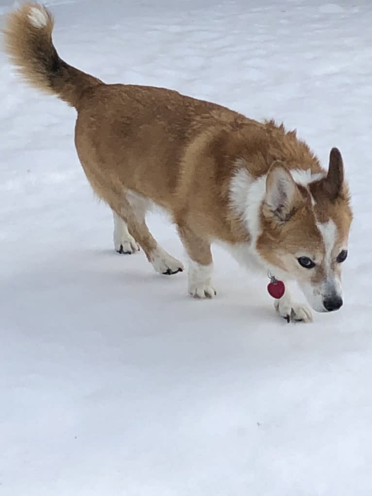 Wizard, a Pembroke Welsh Corgi and Border Collie mix tested with EmbarkVet.com