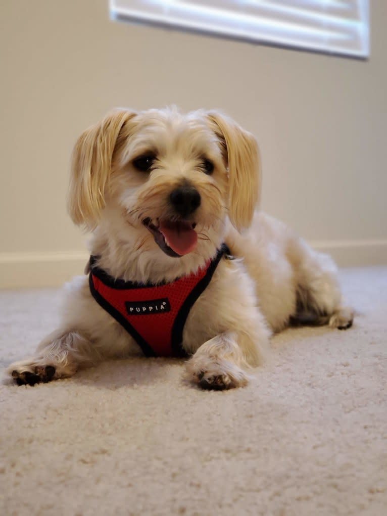 Bear, a Morkie tested with EmbarkVet.com