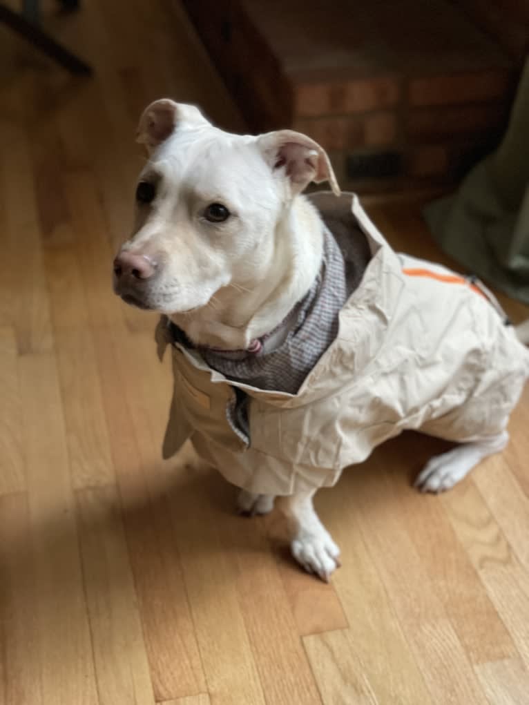 Piper, an American Pit Bull Terrier and Chihuahua mix tested with EmbarkVet.com