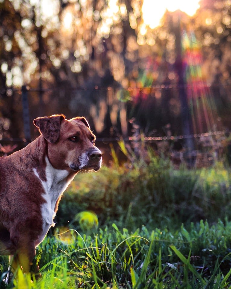 Roxie, an American Pit Bull Terrier and Australian Shepherd mix tested with EmbarkVet.com