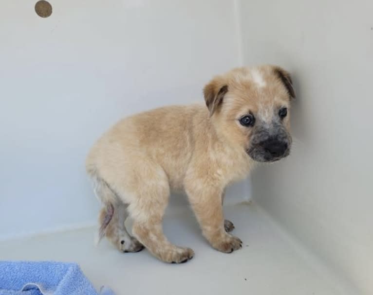 RAWLIE RIGGS, an Australian Cattle Dog and Poodle (Small) mix tested with EmbarkVet.com