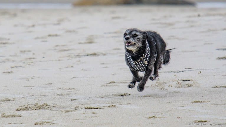 Scruffy, a Poodle (Small) and Chihuahua mix tested with EmbarkVet.com