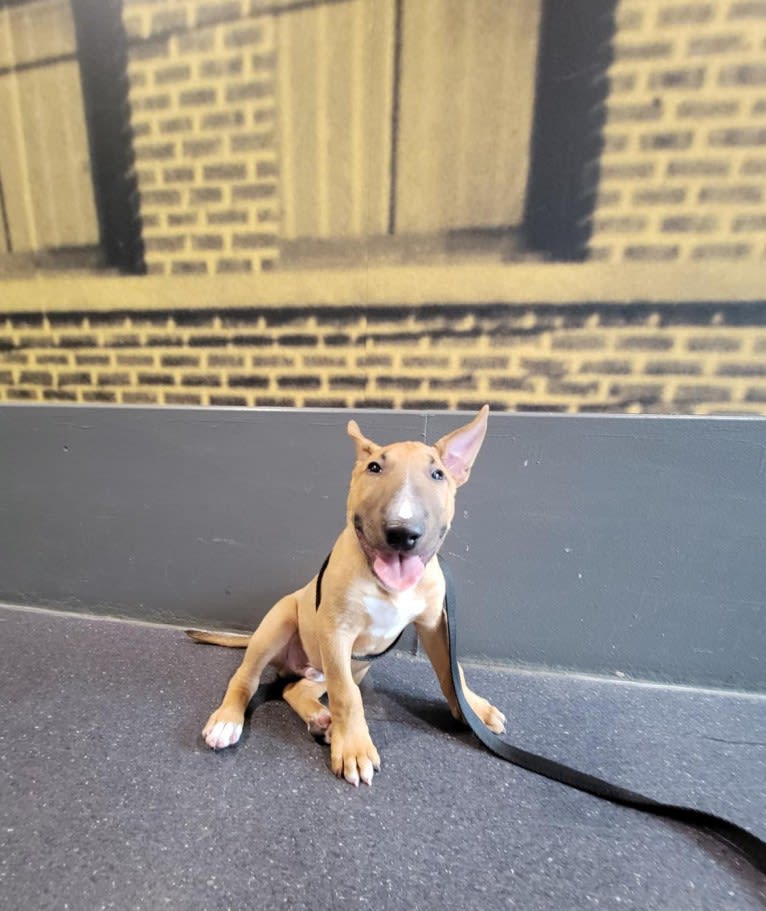 Chester, a Bull Terrier tested with EmbarkVet.com