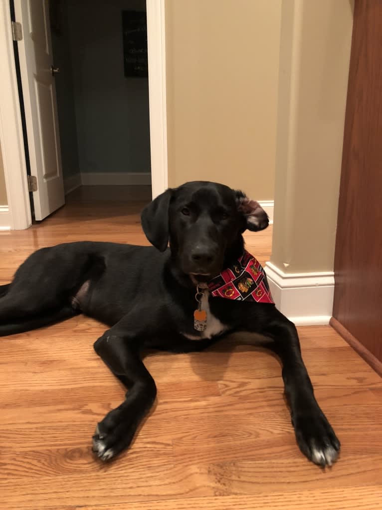 Thor, a Labrador Retriever and Great Pyrenees mix tested with EmbarkVet.com