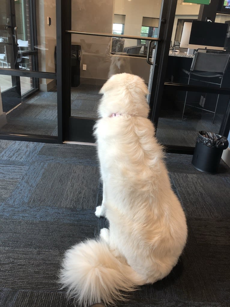 Looney “Chik’in Mini Bandit” Bear, a Great Pyrenees tested with EmbarkVet.com