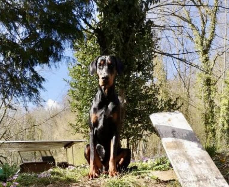 Pacha Kamaq of Dark Ancestor, a Doberman Pinscher tested with EmbarkVet.com