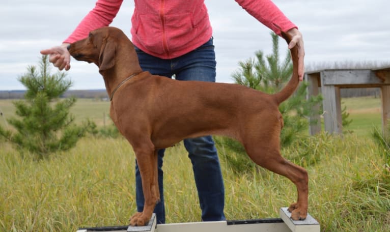 Aura, a Redbone Coonhound tested with EmbarkVet.com