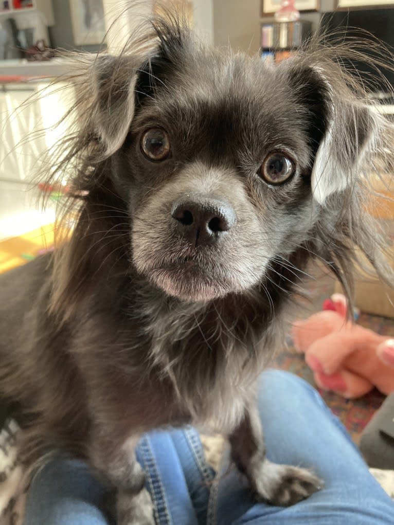 Ruby, a Chihuahua and Shih Tzu mix tested with EmbarkVet.com