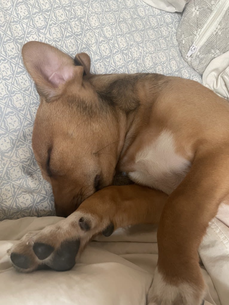 Winston, an Australian Cattle Dog and Border Collie mix tested with EmbarkVet.com