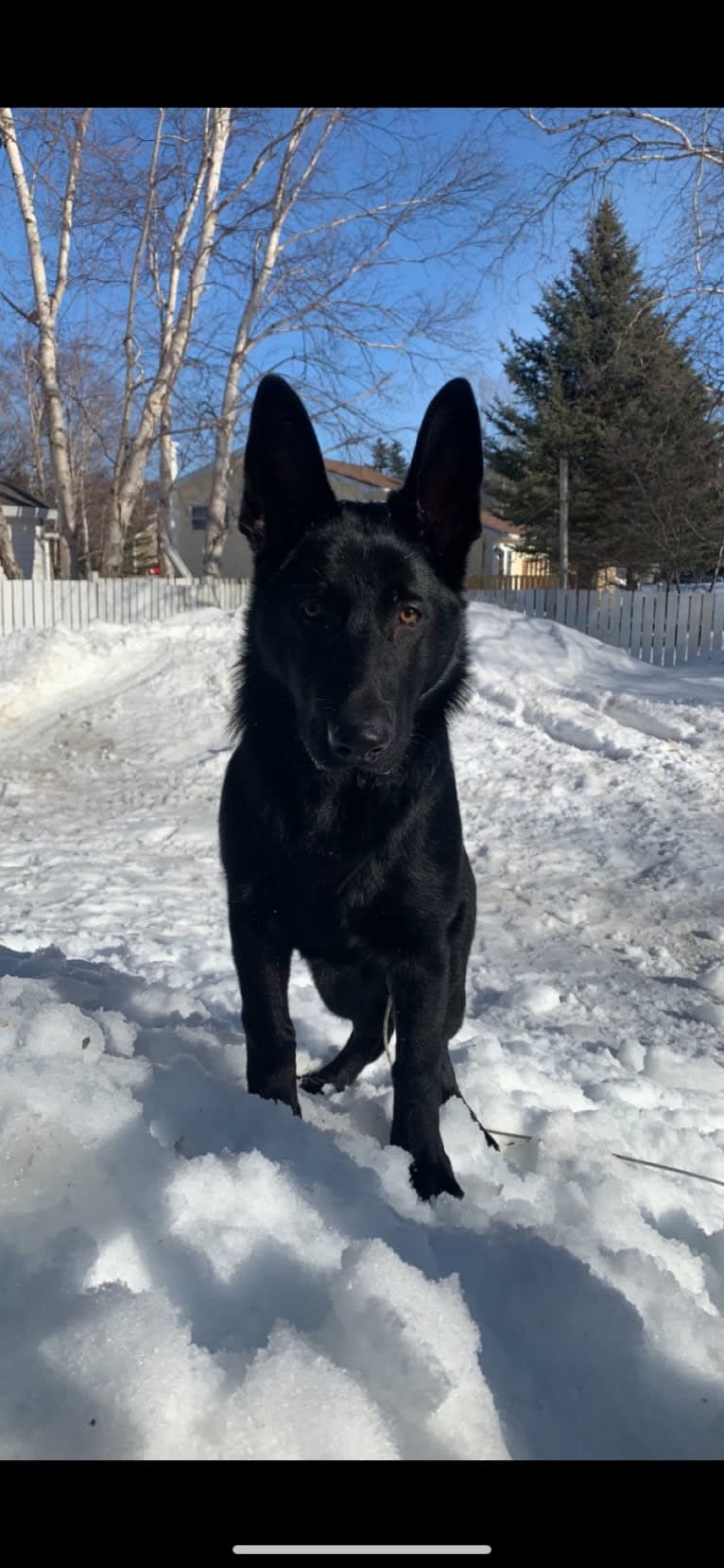 Wren, a German Shepherd Dog tested with EmbarkVet.com