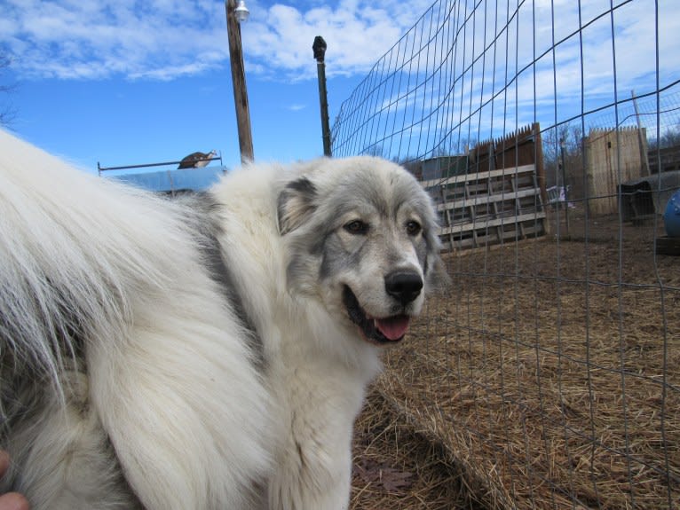 Kima, a Great Pyrenees tested with EmbarkVet.com