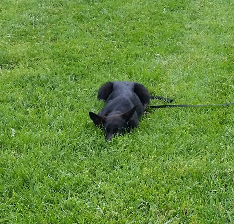 Miss Black, a German Shepherd Dog tested with EmbarkVet.com