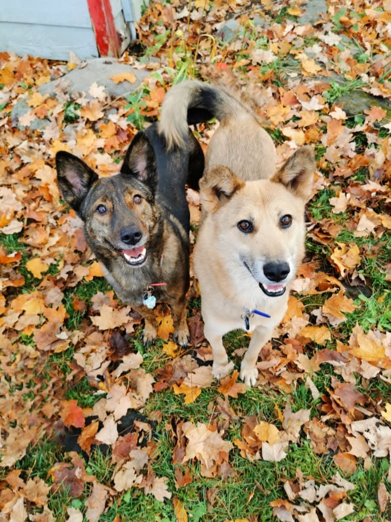 Abel, a German Shepherd Dog and Jindo mix tested with EmbarkVet.com