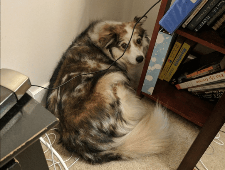 Lois, an American Eskimo Dog and Australian Shepherd mix tested with EmbarkVet.com