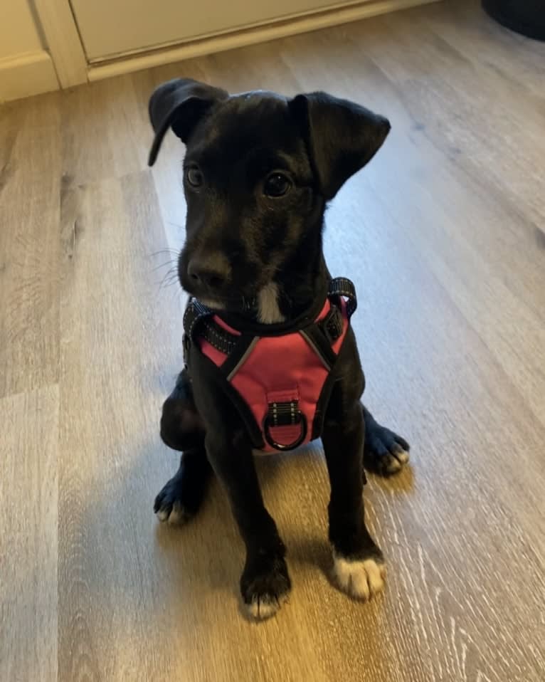 Luna, a Mountain Cur and Russell-type Terrier mix tested with EmbarkVet.com