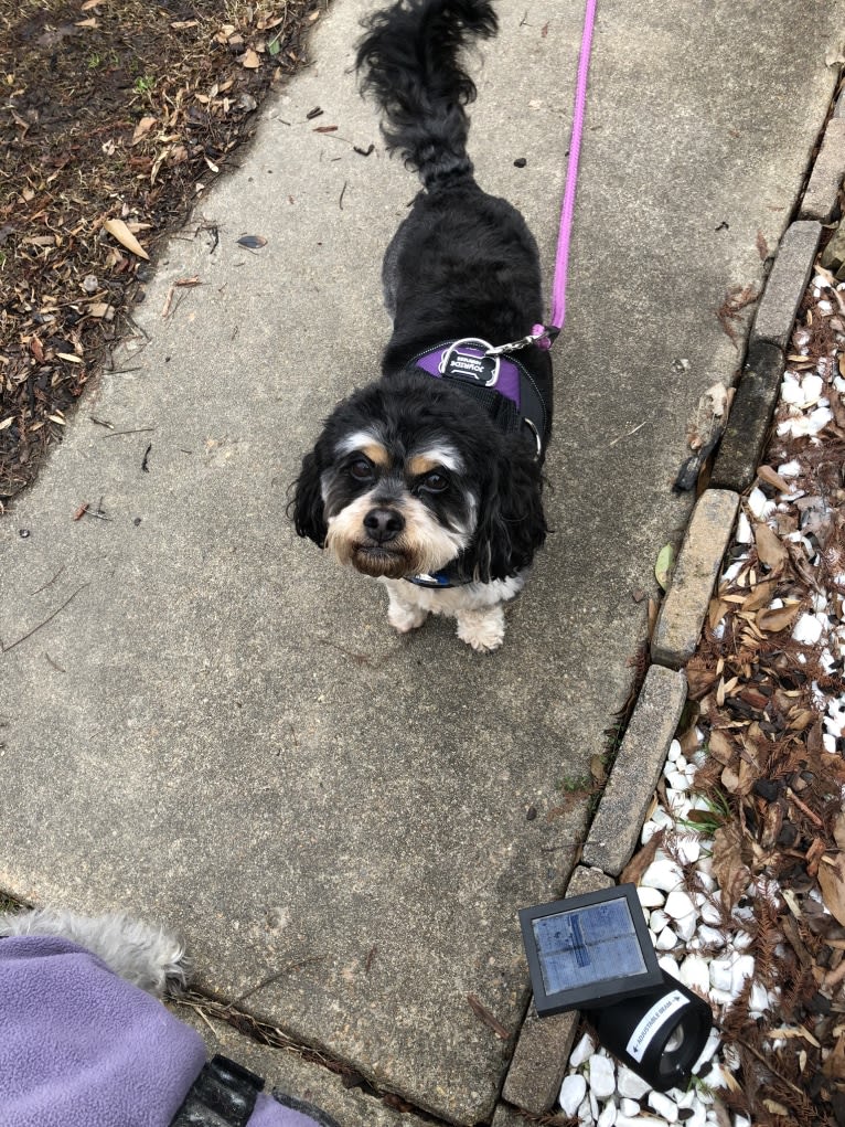 Ollie, a Poodle (Small) and Cocker Spaniel mix tested with EmbarkVet.com