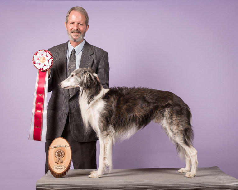 D'Artagnan, a Silken Windhound tested with EmbarkVet.com