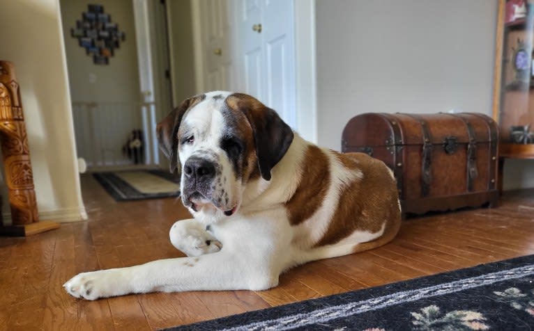 Milhouse "Millie", a Saint Bernard tested with EmbarkVet.com