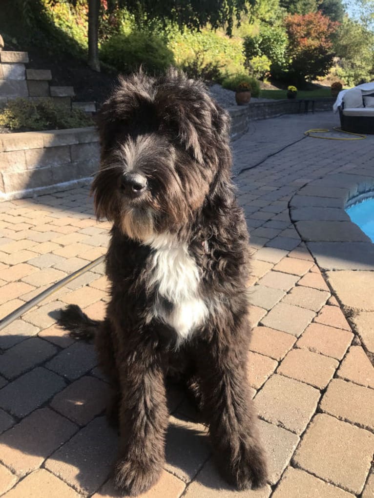 Julep, a Golden Retriever and Old English Sheepdog mix tested with EmbarkVet.com