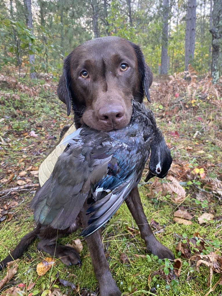 MD’s Goose Maverick, a Labrador Retriever tested with EmbarkVet.com