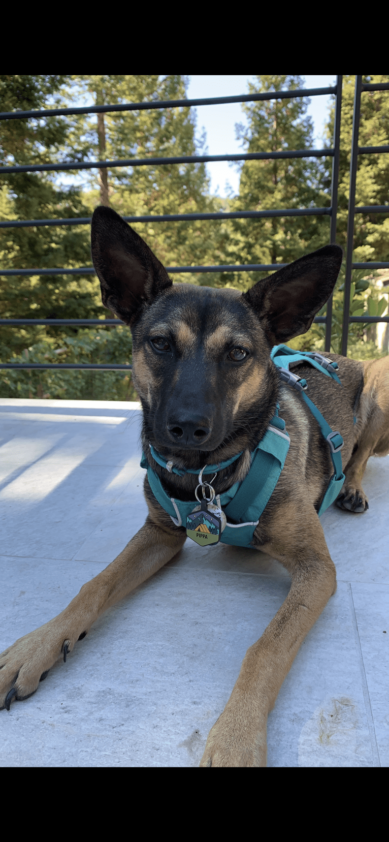 Pippa, a Formosan Mountain Dog tested with EmbarkVet.com