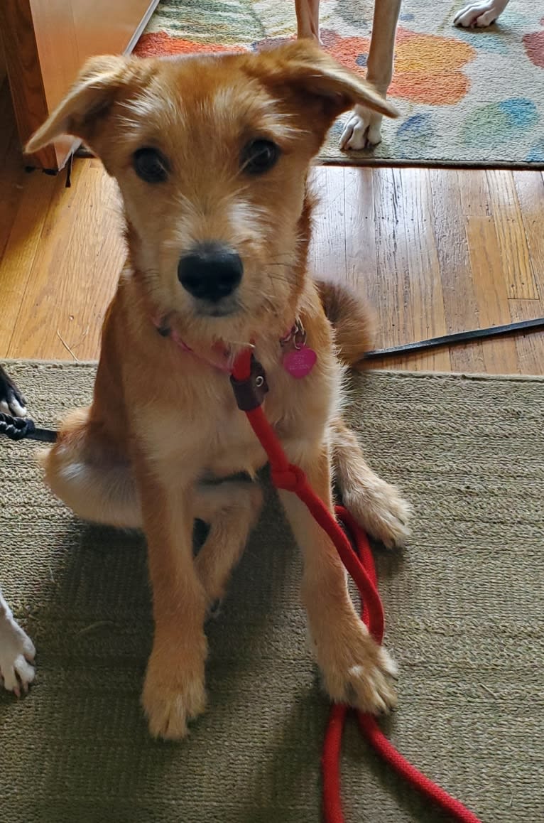 Zoey, a Rat Terrier and Siberian Husky mix tested with EmbarkVet.com