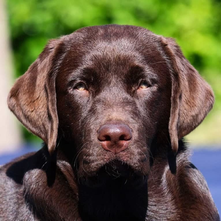 Neena, a Labrador Retriever tested with EmbarkVet.com