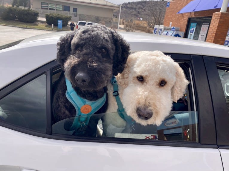 Sammy, a Goldendoodle tested with EmbarkVet.com