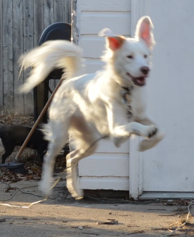 casper, a Great Pyrenees and Labrador Retriever mix tested with EmbarkVet.com