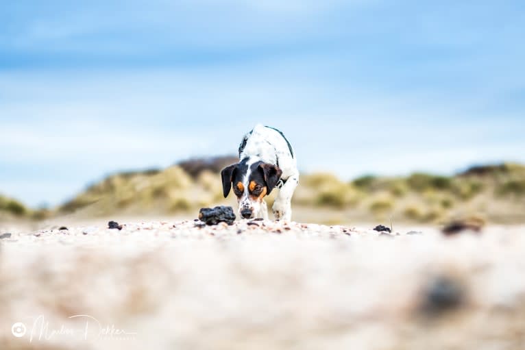 Storm, a Brittany and Russell-type Terrier mix tested with EmbarkVet.com