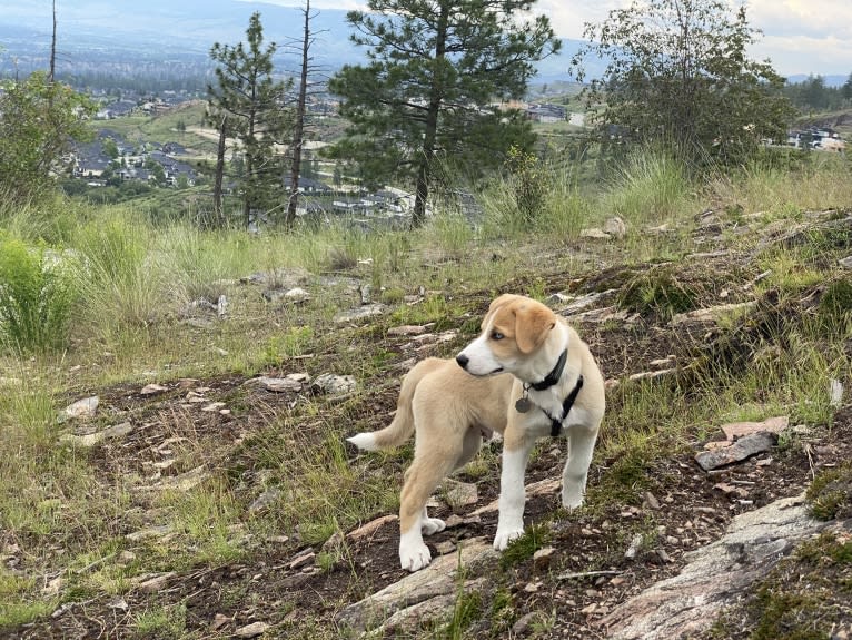 Kayce, a Siberian Husky and Alaskan-type Husky mix tested with EmbarkVet.com