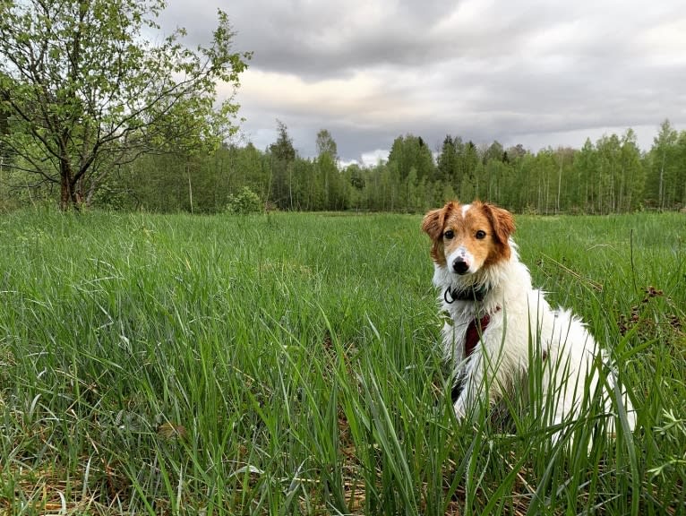 Hjalmar, a Border Collie and Russell-type Terrier mix tested with EmbarkVet.com