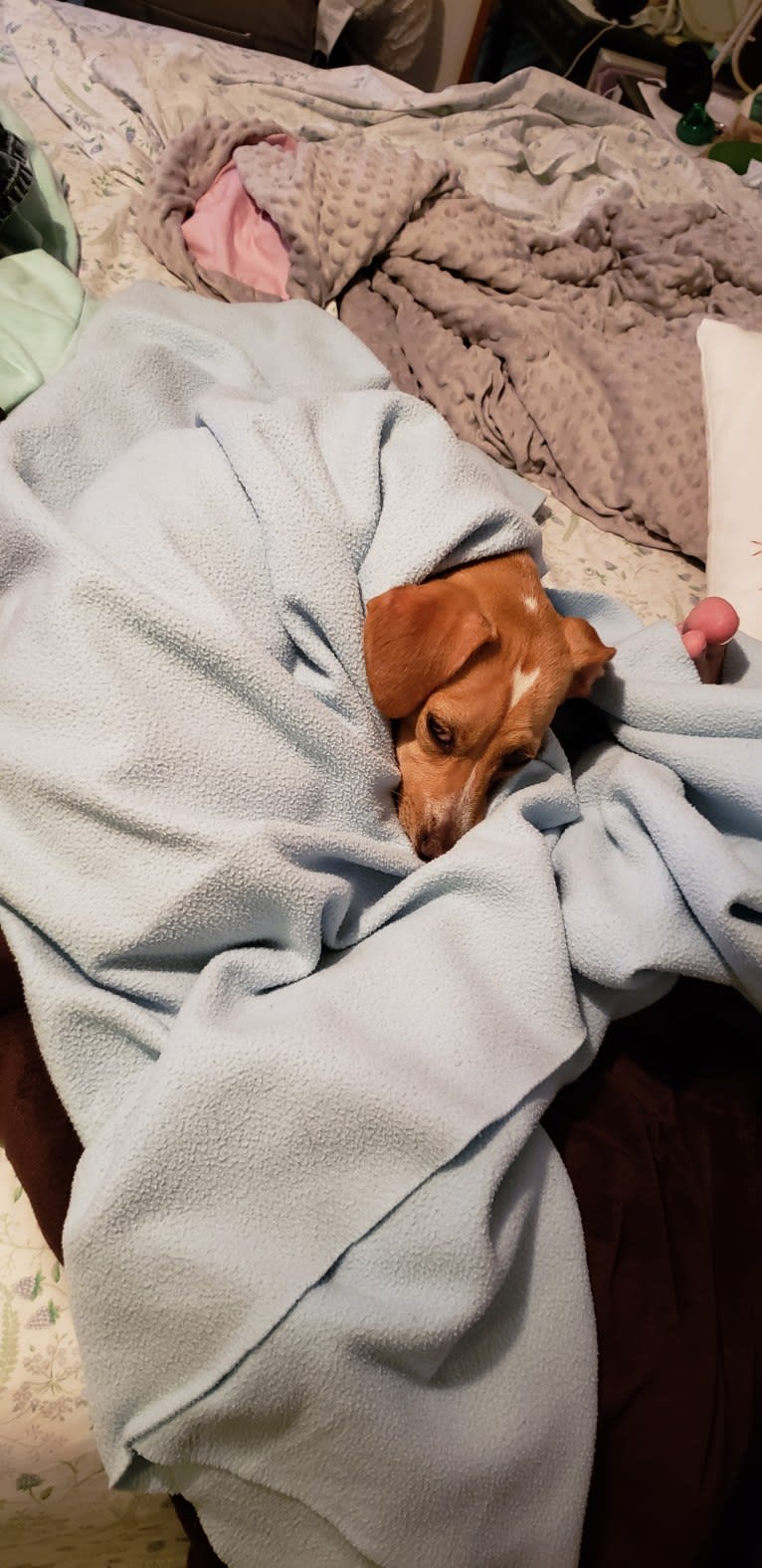 Marnie, a Chihuahua and Dachshund mix tested with EmbarkVet.com