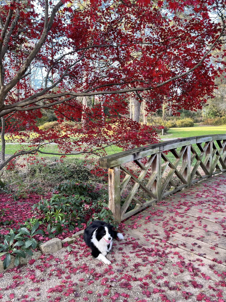 Angel, a Border Collie tested with EmbarkVet.com