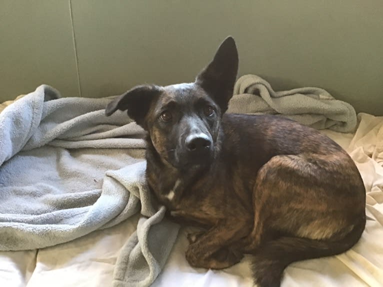 Foxy, a Mountain Cur and German Shepherd Dog mix tested with EmbarkVet.com